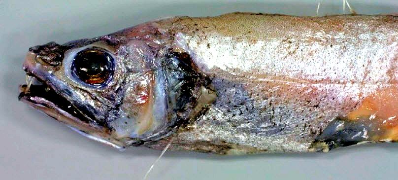 Lyconus brachycolus_08.jpg